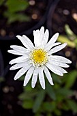 LEUCANTHEMUM X SUPERBUM ANGEL