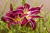 HEMEROCALLIS PRINCE OF PURPLE