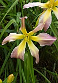 HEMEROCALLIS DANCING SUMMERBIRD