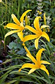 HEMEROCALLIS SLAPSTICK