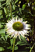 ECHINACEA PURPUREA FRAGRANT ANGEL