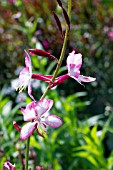 GAURA ROSYJANE