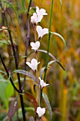 FRANCOA CONFETTI