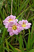 HEMEROCALLIS ROMANTIC ROSE