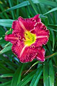 HEMEROCALLIS BLACK STOCKINGS