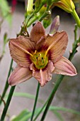 HEMEROCALLIS MONT ROYAL DEMITASSE