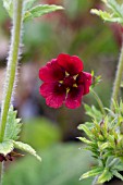 POTENTILLA THURBERI MONARCHS VELVET