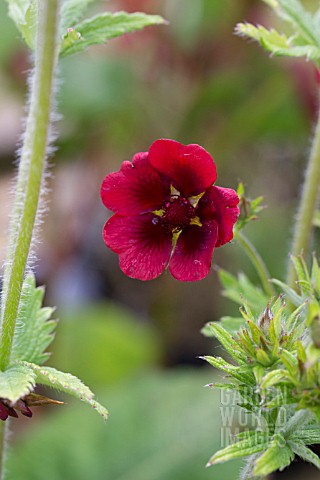 POTENTILLA_THURBERI_MONARCHS_VELVET