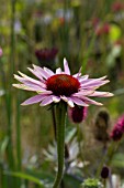 ECHINACEA PURPUREA MAGNUS