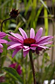 ECHINACEA PURPUREA PRIMADONNA DEEP ROSE