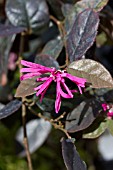 LORAPETALUM CHINENSE VAR RUBRUM FIRE DANCE