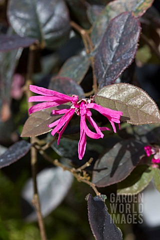 LORAPETALUM_CHINENSE_VAR_RUBRUM_FIRE_DANCE