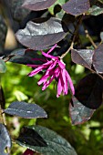 LORAPETALUM CHINENSE VAR RUBRUM FIRE DANCE