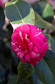 CAMELLIA JAPONICA ORANDAKO