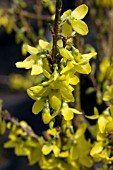 FORSYTHIA X INTERMEDIA WEEK END COURTALYN