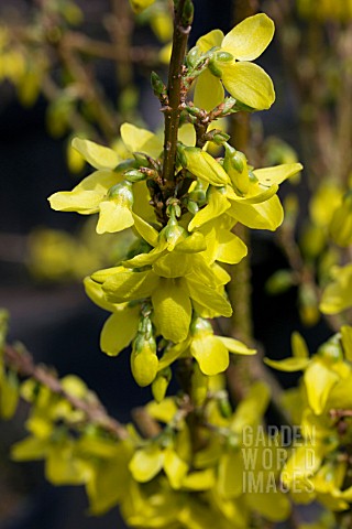 FORSYTHIA_X_INTERMEDIA_WEEK_END_COURTALYN