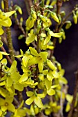 FORSYTHIA X INTERMEDIA WEEK END COURTALYN