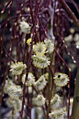 SALIX CAPREA KILMARNOCK (M), PENDULA