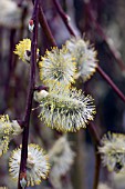 SALIX CAPREA KILMARNOCK (M), PENDULA