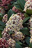 SKIMMIA JAPONICA RUBELLA (M)