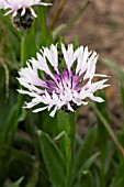 CENTAUREA TRIUMFETTII HOAR FROST