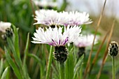 CENTAUREA TRIUMFETTII HOAR FROST