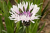 CENTAUREA TRIUMFETTII HOAR FROST