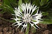 CENTAUREA MONTANA OCHROLEUCA