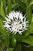 CENTAUREA MONTANA LADY FLORA HASTINGS