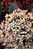 SKIMMIA JAPONICA RUBELLA (M)