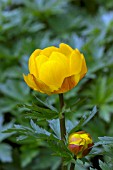 TROLLIUS X CULTORUM PRITCHARDS GIANT