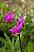 DODECATHEON PULCHELLUM SUBSP PULCHELLUM RED WINGS