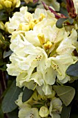 RHODODENDRON YAKUSHIMANUM GOLDEN WEDDING