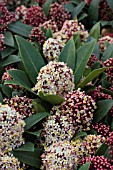 SKIMMIA JAPONICA RUBELLA (M)