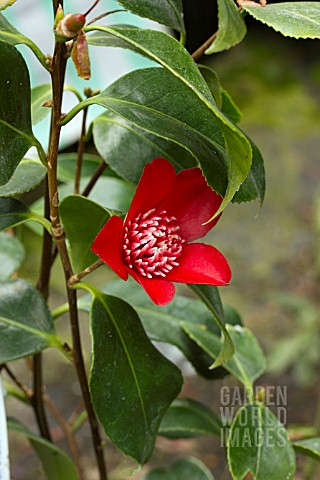 CAMELLIA_JAPONICA_LIPSTICK