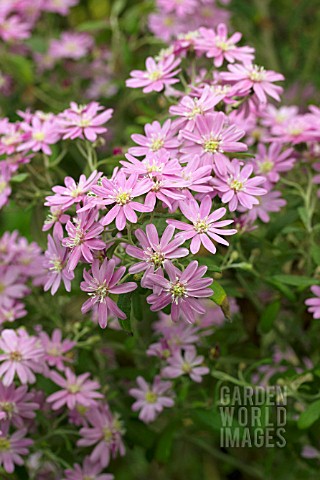 OLEARIA_PHLOGOPAPPA_COOMBERS_PINK