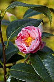 CAMELLIA JAPONICA HARU-NO-UTENA