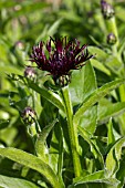 CENTAUREA JORDY