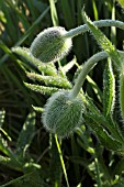 PAPAVER ORIENTALE PETER PAN