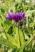 CENTAUREA MONTANA PURPUREA