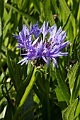 CENTAUREA BLEWITT