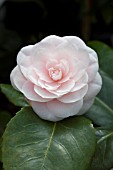 CAMELLIA JAPONICA AVE MARIA