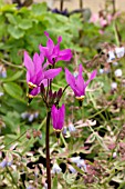 DODECATHEON PULCHELLUM SUBSP PULCHELLUM RED WINGS