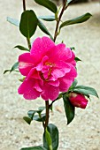 CAMELLIA X WILLIAMSII SENORITA