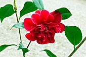 CAMELLIA JAPONICA AARONS RUBY