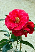 CAMELLIA JAPONICA GUILIO NUCCIO