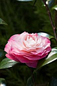 CAMELLIA JAPONICA NUCCIOS PEARL