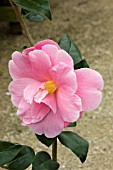 CAMELLIA PINK ICICLE