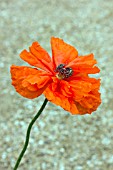 PAPAVER ORIENTALE MAY QUEEN