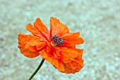 PAPAVER ORIENTALE MAY QUEEN